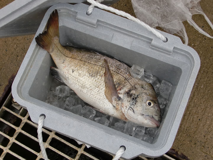 魚つり